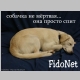 sleep-dog.png